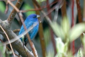 Indigo Bunting - Don Pettypiece 