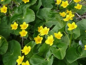 Marsh Marigold - Drew Monkman