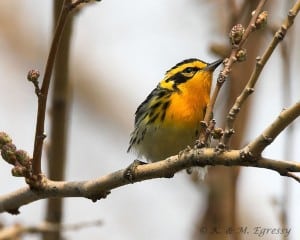 Blackburnian Warbler - Karl Egressy 