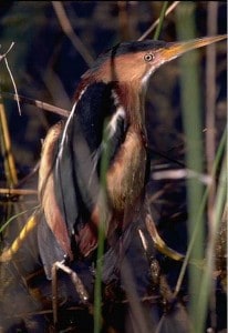 Least Bittern - Wikimedia