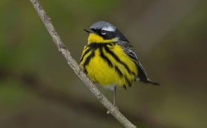 Magnolia Warbler - William Majoros