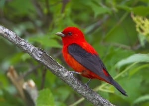 Scarlet tanagers arrive back in the Kawarthas in mid-May (photo by Karl Egressy)