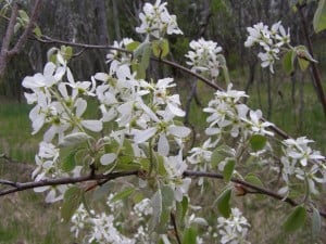 Serviceberry (Drew Monkman)