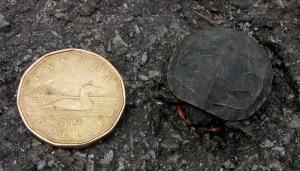Midland Painted Turtle hatchling -WikiMedia