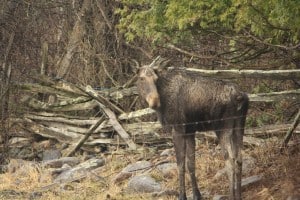 Moose near Chemong Road - April 30, 2014 - Jeff Keller