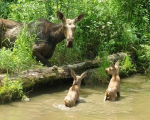 Cow Moose with calves - John Berry 