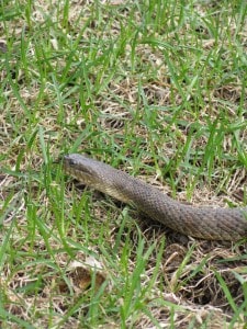 Northern Watersnake  - Jane Bremner