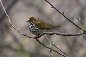 Ovenbird - Greg Piasetzki