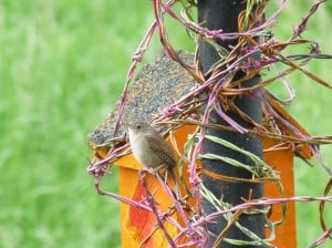 House Wren - Drew Monkman 