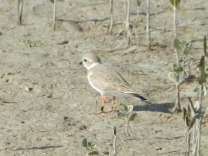 Piping Plover in Florida  - Rob Welsh 