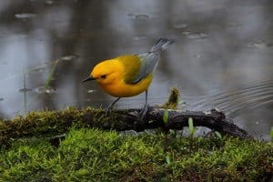 Prothonotary Warbler - Greg Piasetzki