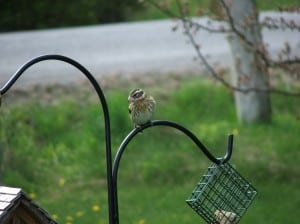 female Rose-breasted Grosbeak - Kim Reid 