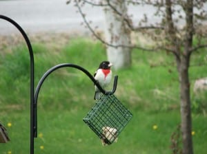 male Rose-breasted Grosbeak - Kim Reid