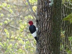 Red-headed Woodpecker on River Road, near Hastings - Don Pettypiece 