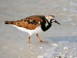 Ruddy Turnstone - Hans Hillewaert WM