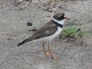 Semipalmated Plover - Wikimedia 