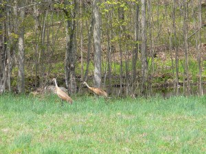 Sandhill Cranes - Rene Gareau 