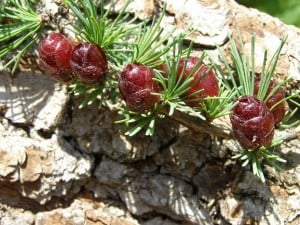 Young female flower cones of Tamarack - Drew Monkman 