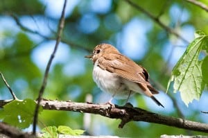 Veery - Wikimedia