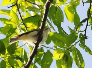 Warbling Vireo  -Peter Wilton