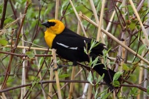 Yellow-headed Blackbird - Greg Piasetzki 