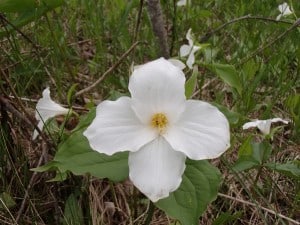 aberrant white trillium - -Ruthanne Sobiera  