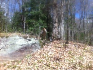 probable Eastern Wolf - John Harvey 