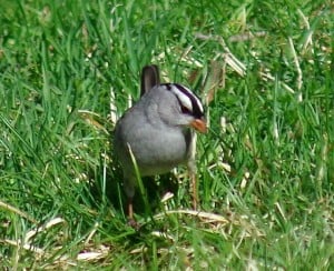  White-crowned Sparrow - Susan Chow 