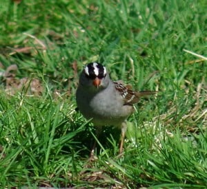 White-crowned Sparrow - Susan Chow