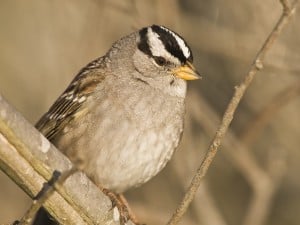 White-crowned Sparrow - Wikimedia