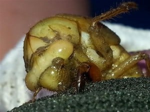 Dog-day Cicada larva 2 - Erin McGauley