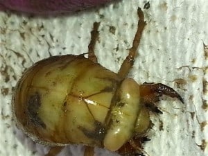 Dog-day- Cicada larva - Erin McGauley