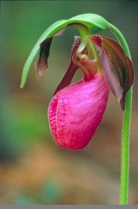 Pink Lady's-slipper - Thomas Barnes 