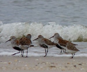 Dunlin - Wikimedia 