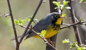 Canada Warbler - Karin Laine 