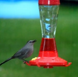 Catbird at feeder - Colum Diamond 