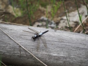 Chalk-fronted Skimmer  - adult male - Drew Monkman 