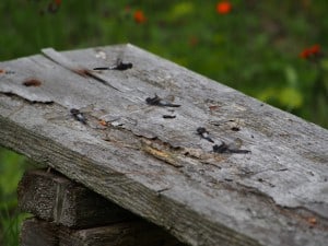  Chalk-fronted Skimmers basking on bench - June 23 2014  - Big Gull L. -Alec Derghazarian