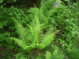 Cinnamon Fern 