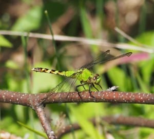 Eastern Pondhawk-female - Big Gull  - Drew-Monkman