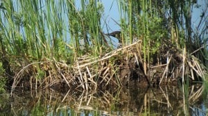 Female loon on nest between Lock 23-24  June 21 Sandy Lockwood