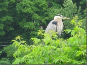 Great Blue Heron - Auburn Mills - Betty Mitchell