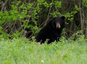 Black Bear - Randy Therrien 