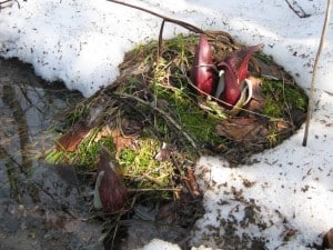 Skunk Cabbage - Coboconk -Mar 15 2010  Anne-Barbour 