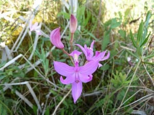 Calopogon - Drew Monkman 