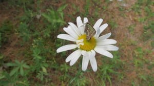 Juniper Hairstreak butterfly - Stony L.  June 2014 - Sandy Lockwood