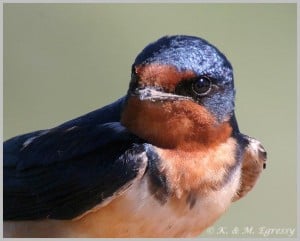 Barn Swallow, a species at risk in Ontario - Karl Egressy 