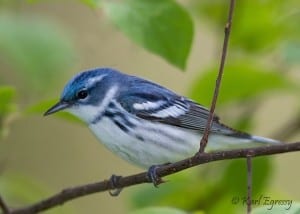 Cerulean Warbler (Karl Egressy) 