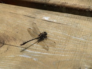 Lancet Clubtail - Big Gull Lake  - June 22, 2014 - Drew Monkman 