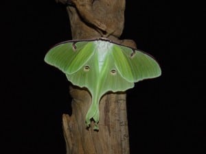 Luna moth - Tim Dyson 